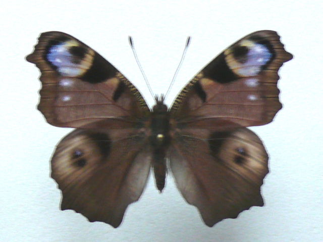 Aglais io (aberration 6) Internet Image property of respective owner, non-commercial use only